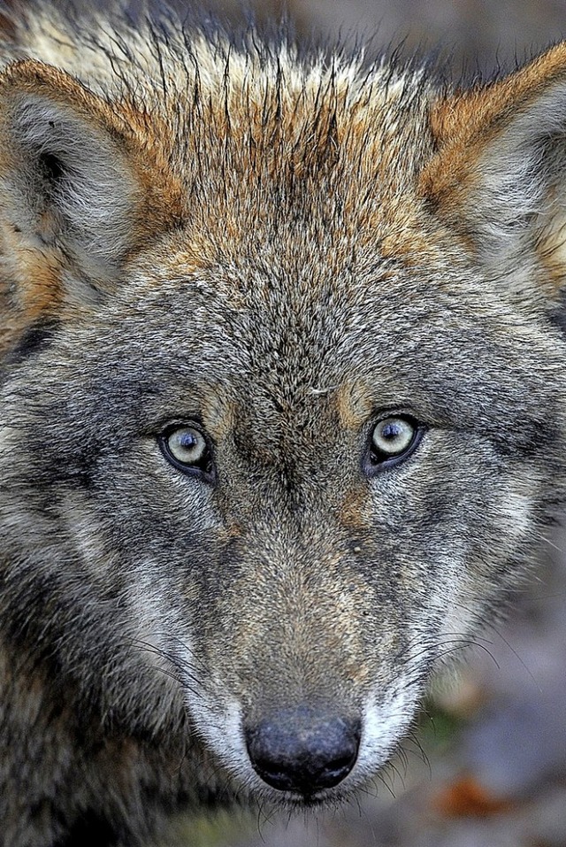 Offenbar hat ein Wolf ein Schaf in Merzhausen gerissen.  | Foto: David Ebener