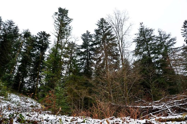 Aufgrund der Hhe gibt es wenig Trocken- und Kferschden im Wald.  | Foto: Sophia Hesser