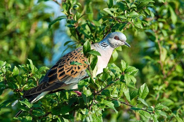 Die Turteltaube ist der Vogel des Jahres 2020.  | Foto: Manfred Delpho (dpa)