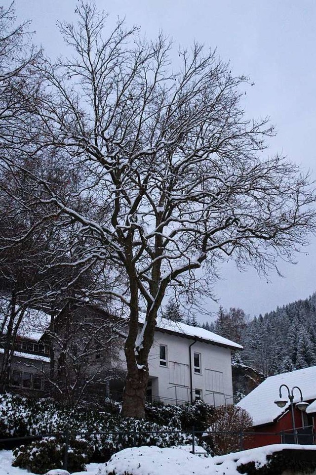 Die  umstrittene Platane unweit des Kr...denkmals in der Kirchstrae in Todtnau  | Foto: Manuel Hunn