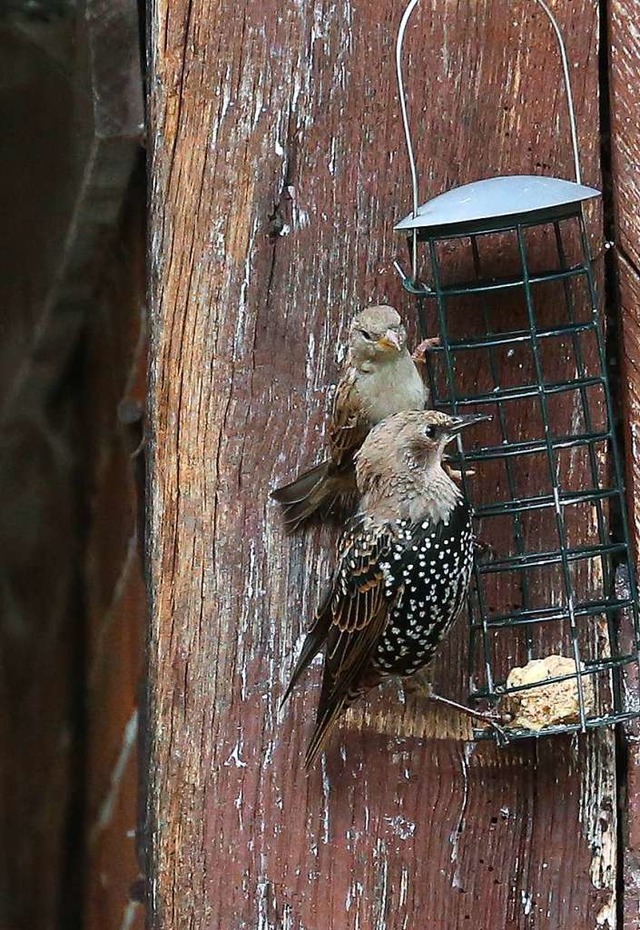 Ein Spatz und ein Star am Gestell  | Foto: Elisabeth Faber