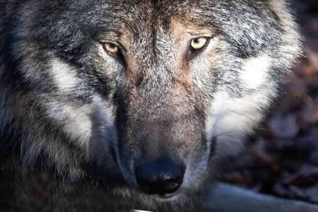 Kreisjgermeisterin zum Wolfsriss in Merzhausen: 