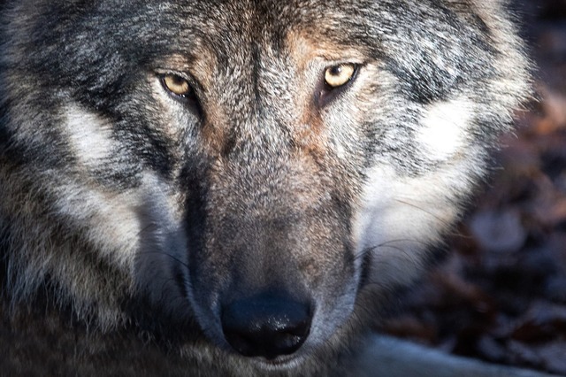 ber den Wolf und dessen Platz in der ...utiert, sagt die Kreisjgermeisterin.   | Foto: Soeren Stache (dpa)