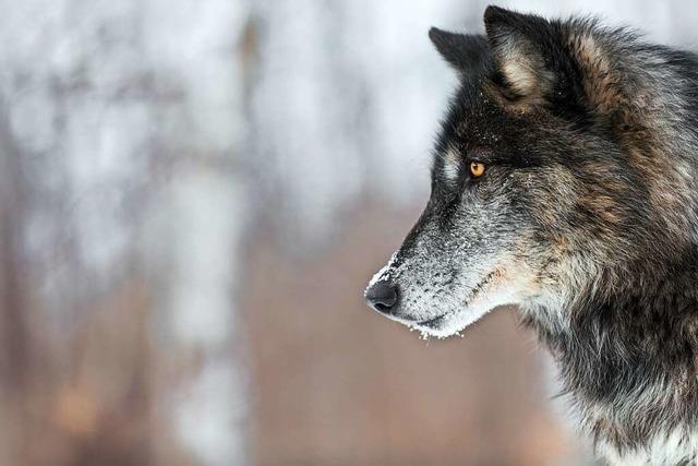 Wolf im Raum Freiburg: Experten sehen keinen Grund zur Sorge