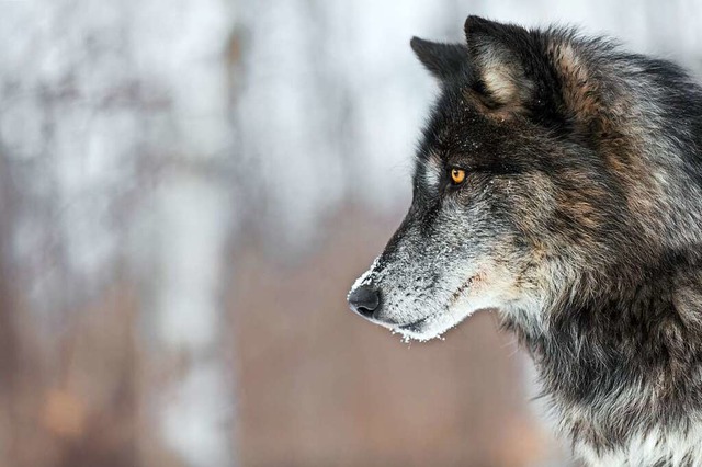 Der Wolf lst Urngste in vielen Menschen aus.  | Foto: geoffkuchera  (stock.adobe.com)