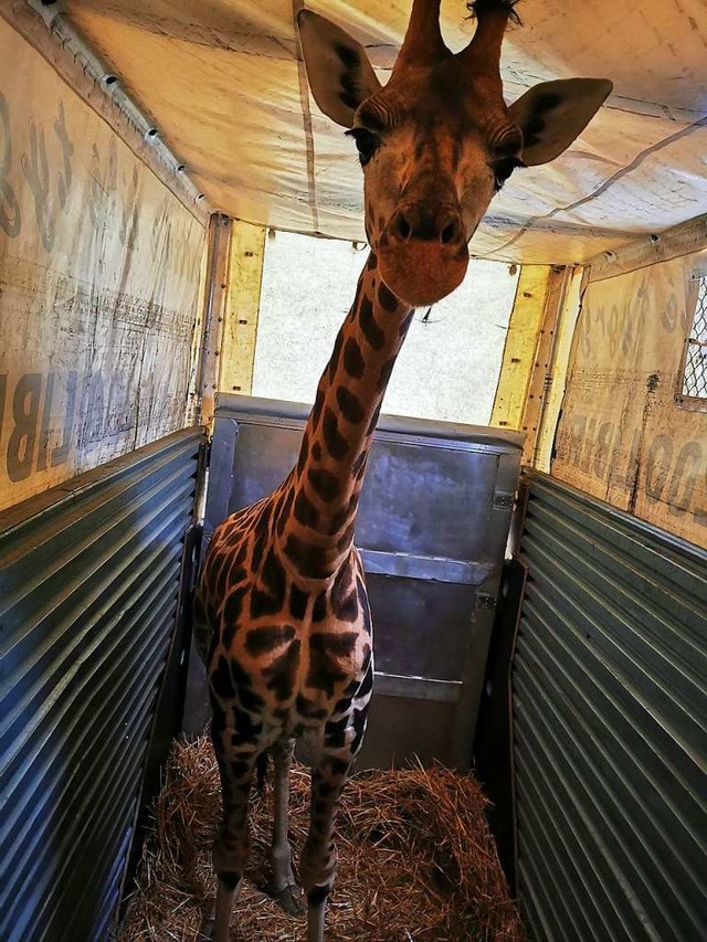 Diese Junggiraffe wurde am Dienstag au...obahnzoll bei der Einfuhr abgefertigt.  | Foto: Zollamt Weil am Rhein-Autobahn