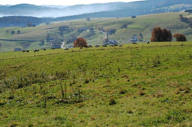 Der Schauinsland.  | Foto: Ingo Schneider