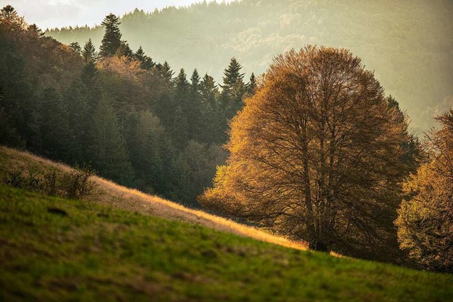 Wunderbare Herbststimmung auf dem Lipple  | Foto: Julian Schwald