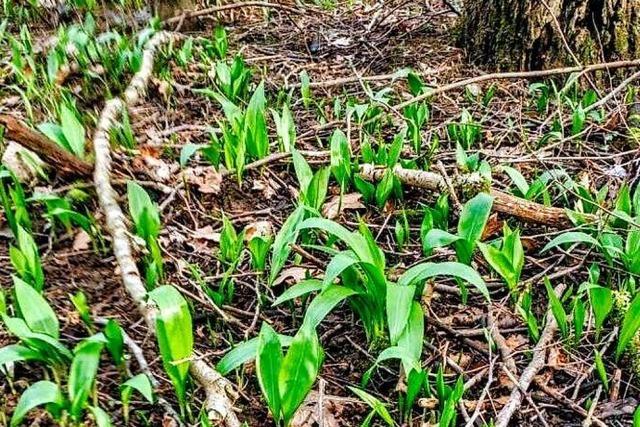 So frh war der Brlauch bei Vrstetten noch nie da