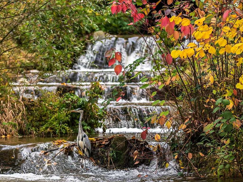 Herbst an der Wiese von Viktor Krieger