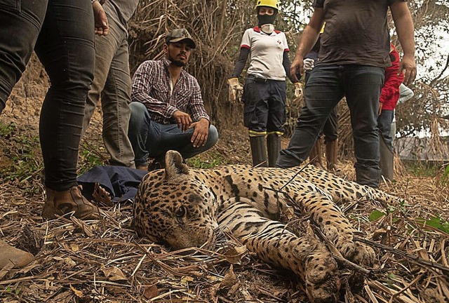 Um ihm Erste Hilfe zu leisten, wurde der Jaguar betubt.   | Foto: Joo Falco (dpa)