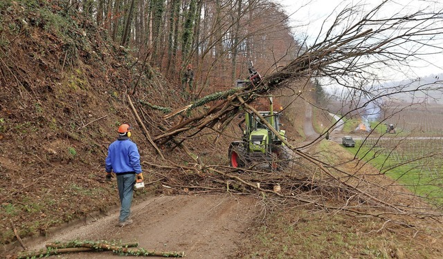 Mitglieder des Winzerkreises Ihringen ...ln und Robinien im Gebiet Kreuzenbuck.  | Foto: Christine Weirich