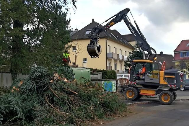 Neue Bume fr Friedhof