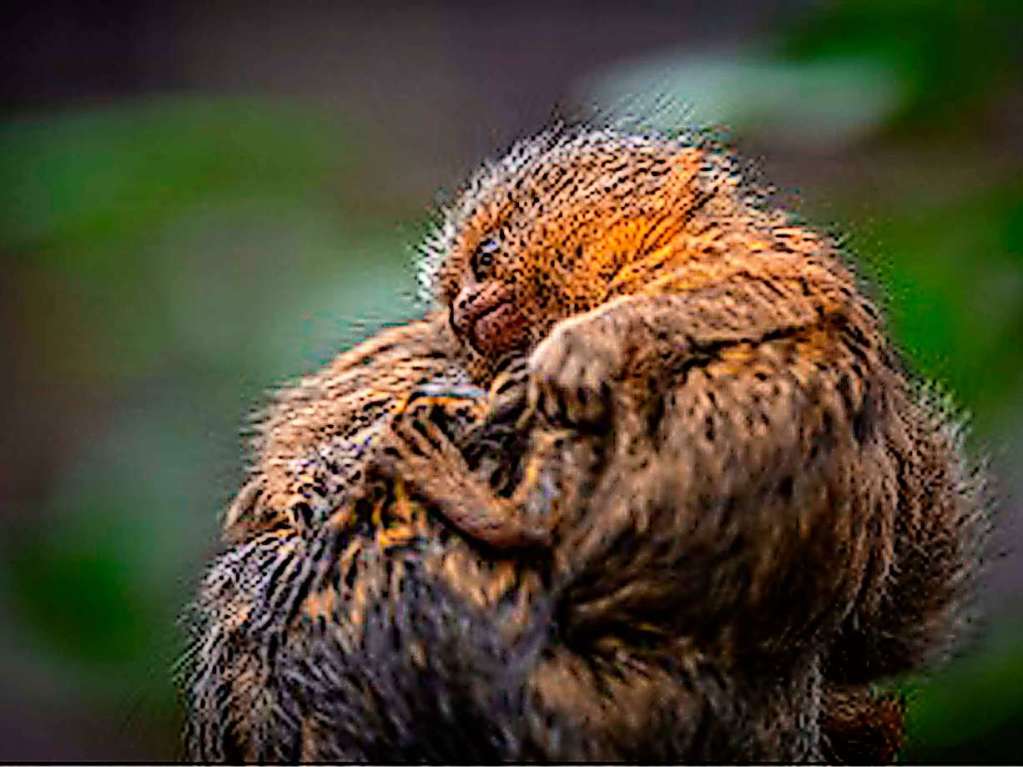 Zwei neugeborene Zwergseidenffchen, die zu den weltweit kleinsten Affenarten gehren, sitzen auf dem Rcken ihrer Mutter in ihrem Gehege im britischen Chester.