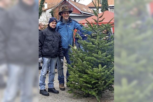 Die Waggis bieten wieder Christbume zum Kauf an