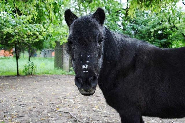 In Merzhausen gehen drei Ponys durch