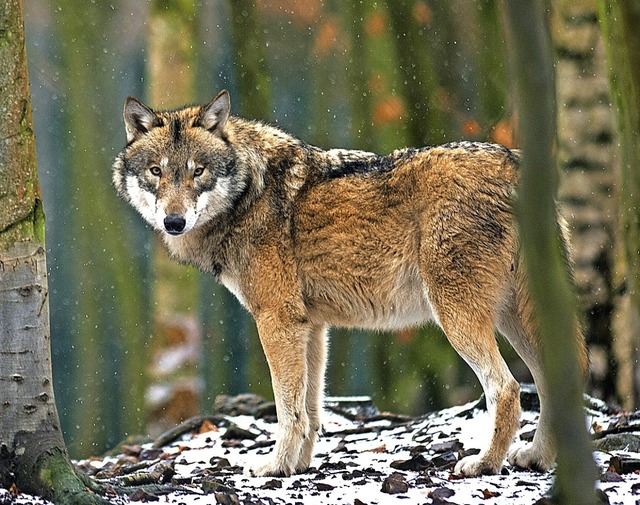 Auch der Wolf hat seine Daseinsberecht...hl auch einen Nutzen, finden BZ-Leser.  | Foto: Klaus-Dietmar Gabbert