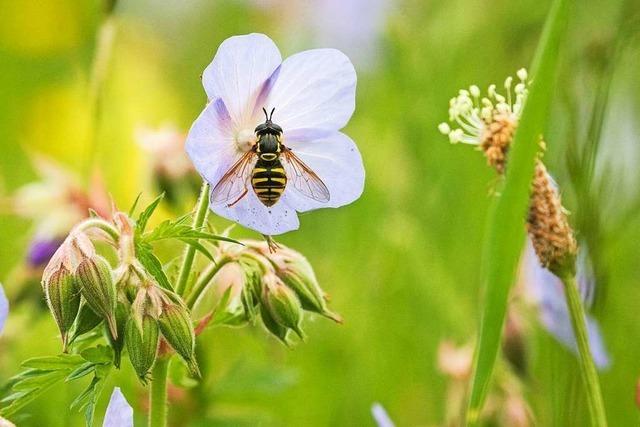 Mllheimer Biotop-Experten wollen sich verstrkt der Wiesenpflege widmen