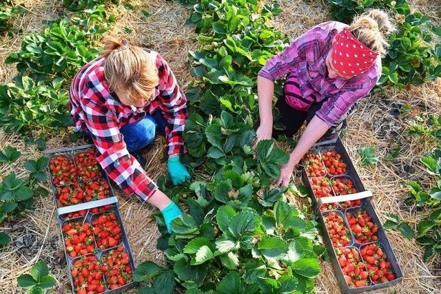 Landwirt aus dem Renchtal bezahlte 38 Erntehelfer bis zu fnf Euro unter Mindestlohn