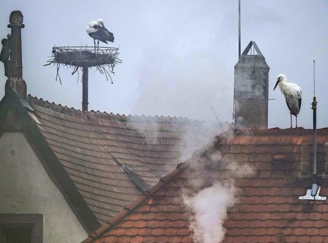 Rastplatz auf der Durchreise oder scho...g auf den Dchern der Altstadt nieder.  | Foto: Wolfgang Hoffmann