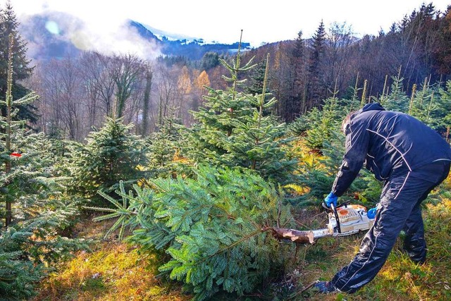 Christbaumkulturen mssen das ganze Jahr ber gepflegt werden.  | Foto: Gabriele Hennicke