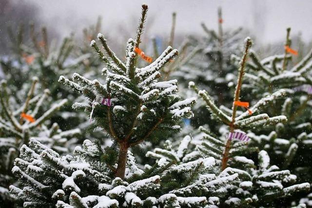 Mehr als nur Nordmanntannen: 7 Weihnachtsbaumarten im Vergleich