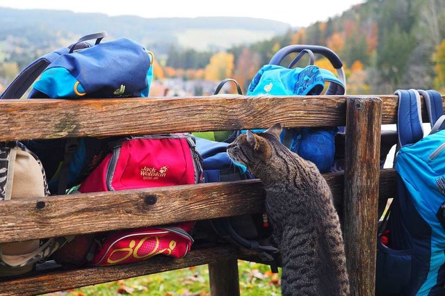 Im Waldkindergarten kann es schon mal ...s sich eine Katze ans vesper ranmacht.  | Foto: Susanne Gilg