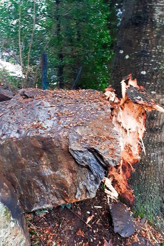 Ein  Felsblock krachte an einen Baum.  | Foto: Stadt Todtnau