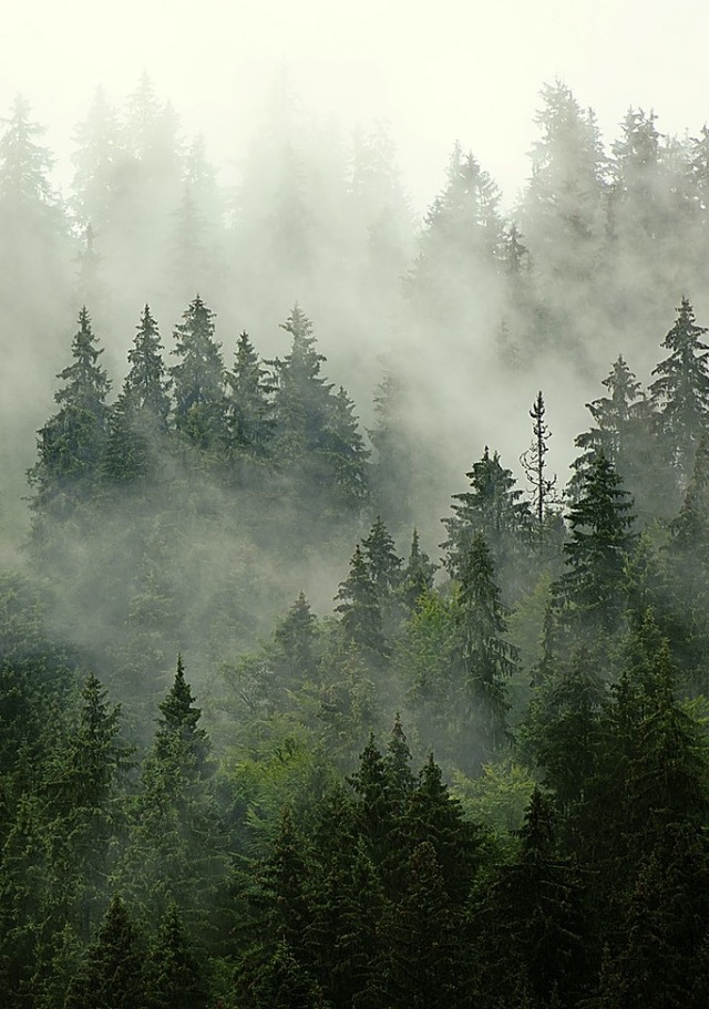 Wald tut gut.  | Foto: Roxana  (stock.adobe.com)