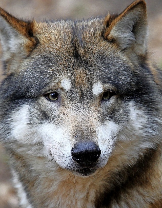 Kuschelig, aber wild &#8211; der Wolf  | Foto: Bernd Wstneck