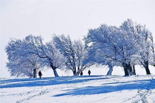 Schauinsland-Buchen im Wind der Zeit