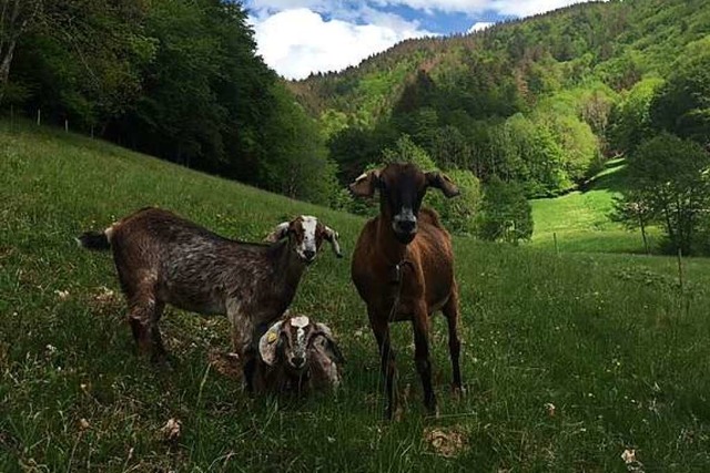 Ewald Klingele steht morgens in Tunau ...lfen, die  Landschaft offen zu halten.  | Foto: Ewald Klingele