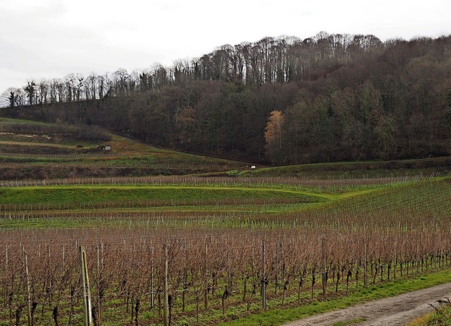 Die Trockenheit macht den Bumen auf d...aberbergs und dem Frster zu schaffen.  | Foto: Michael Haberer