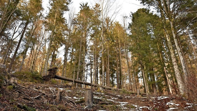 Auf den Flchen des Gemeindewaldes von...tief Sabine groe Schden verursacht.   | Foto: Thomas Biniossek