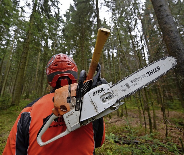 4500 Festmeter Holz sollen im kommende... im Wehrer Forst eingeschlagen werden.  | Foto: Patrick Seeger
