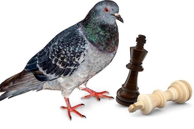 Neulich bei Facebook: Die Taube und das Schachbrett