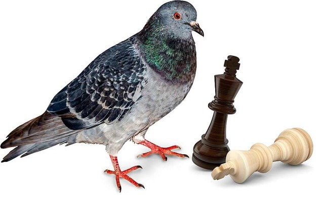 Sie schmeit alle Figuren um und whnt...Sieger: die Taube auf dem Schachbrett.  | Foto: foto_tech/fotomek  (stock.adobe.com)