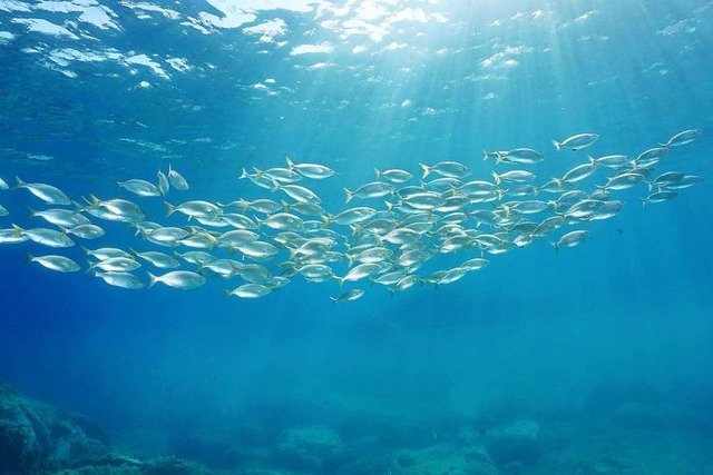 Was trinken Fische im Meer?  | Foto: damedias (stock.adobe.com)