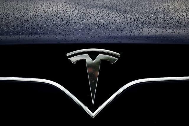 Gericht bremst Autobauer Tesla bei der Wald-Rodung