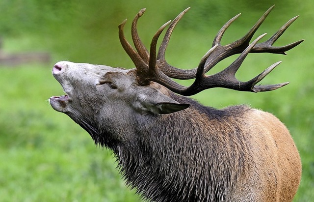 Artenvielfalt bleibt nur erhalten, wen...zwischen Lebensrumen wechseln knnen.  | Foto: Carsten Rehder