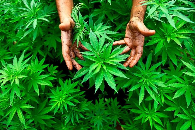 Cannabis-Pflanzen aus denen auch Marihuana hergestellt wird  | Foto: ABIR SULTAN
