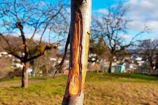 Unbekannte beschädigen junge Bäume in Lörrach-Haagen