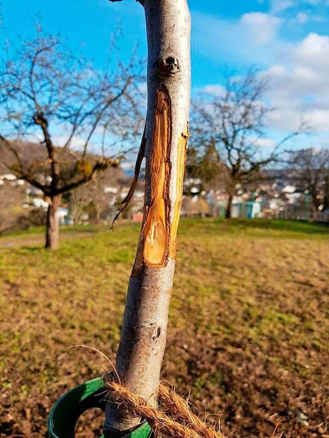 Ringsherum abgeschnittene Rinde und ab...die Setzlinge der Eidmanns beschdigt.  | Foto: Axel Eidmann