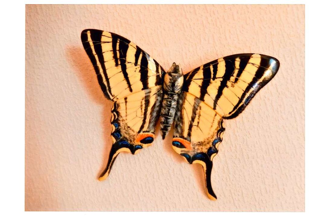 Fein bemalt: Schmetterling  | Foto: Privat