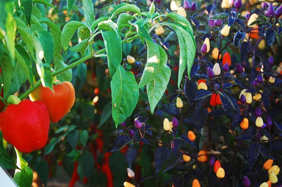 80 Paprikasorten gibt es im Garten.  | Foto: SWR/Promo