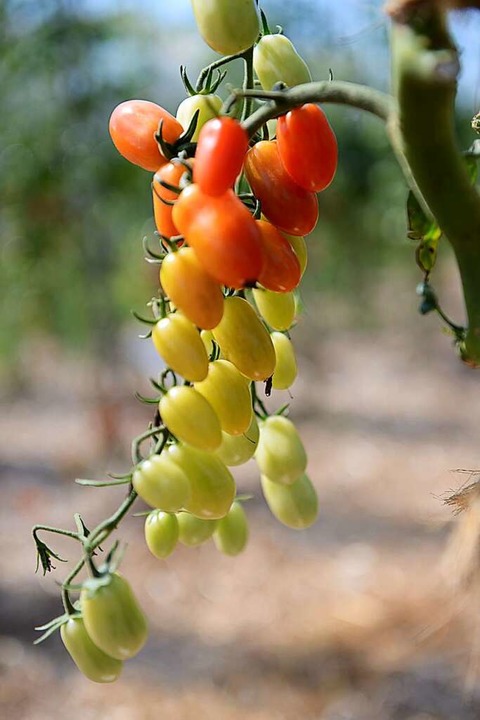 Eine von gut hundert Tomatensorten  | Foto: SWR/Promo