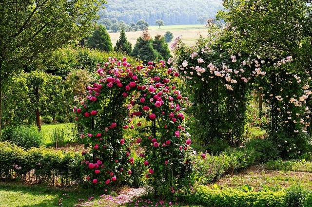 Die Kniginnen der Blumen: Rosen  | Foto: Privat