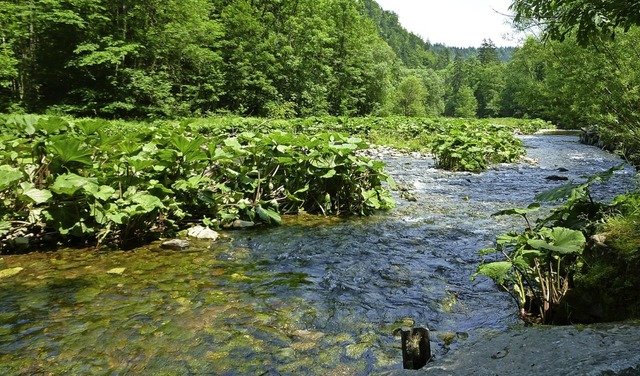 Flora und Fauna in der Wutachschlucht ...euen Managementplan erhalten bleiben.   | Foto: Regierungsprsidium