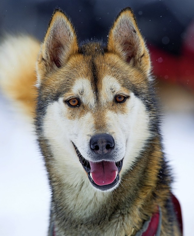 Ein Schlittenhund bei einem Rennen der frheren Jahre  | Foto: Wolfgang Scheu