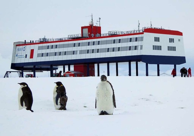 Kaiserpinguine vor der Neumayer-Statio...aul Ockenfu aus Offenburg-Windschlg.  | Foto: Felix Riess